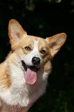 CORGI PEMBROKE 1054